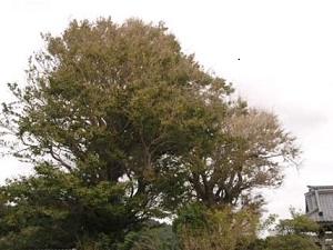 観光　最明寺の幸せの夫婦イチョウ