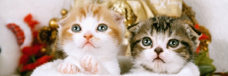 ユニバーサル・スタジオ・ジャパン®USJおすすめホテル